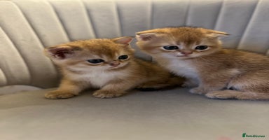 Scottish Fold cats - Advert 13