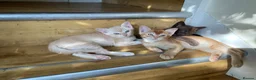 Burmese cats for sale: Cuddly Cream boy & Two beautiful Black Torties - Advert 5