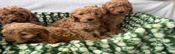 Cavapoo dogs for sale: Cavapoo puppy's  in Coventry - Advert 11