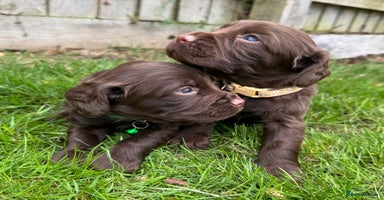 Cocker Spaniel dogs - Advert 4