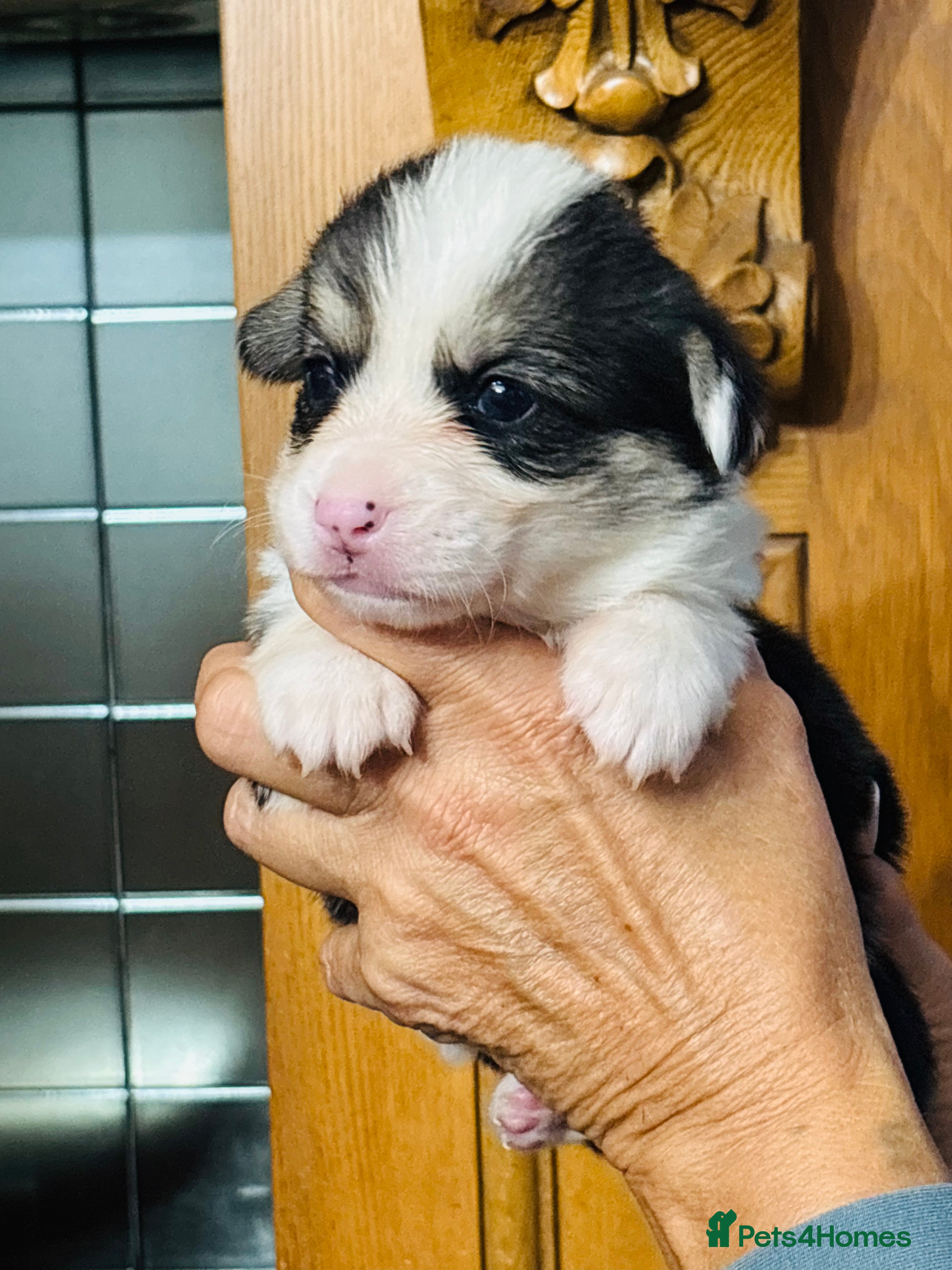 Welsh Corgi Pembroke dogs Stunning pedigree puppies, health tested parents - Advert 2