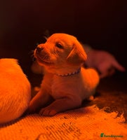 Labrador Retriever dogs - Advert 5