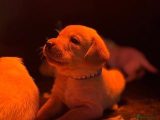 Labrador Retriever dogs - Advert 33