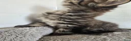 Maine Coon cats for sale: Beautiful Maine coon x - Advert 21