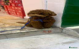 Cavapoo dogs for sale: Toy apricot Cavapoo puppies toy poodle - Image 9