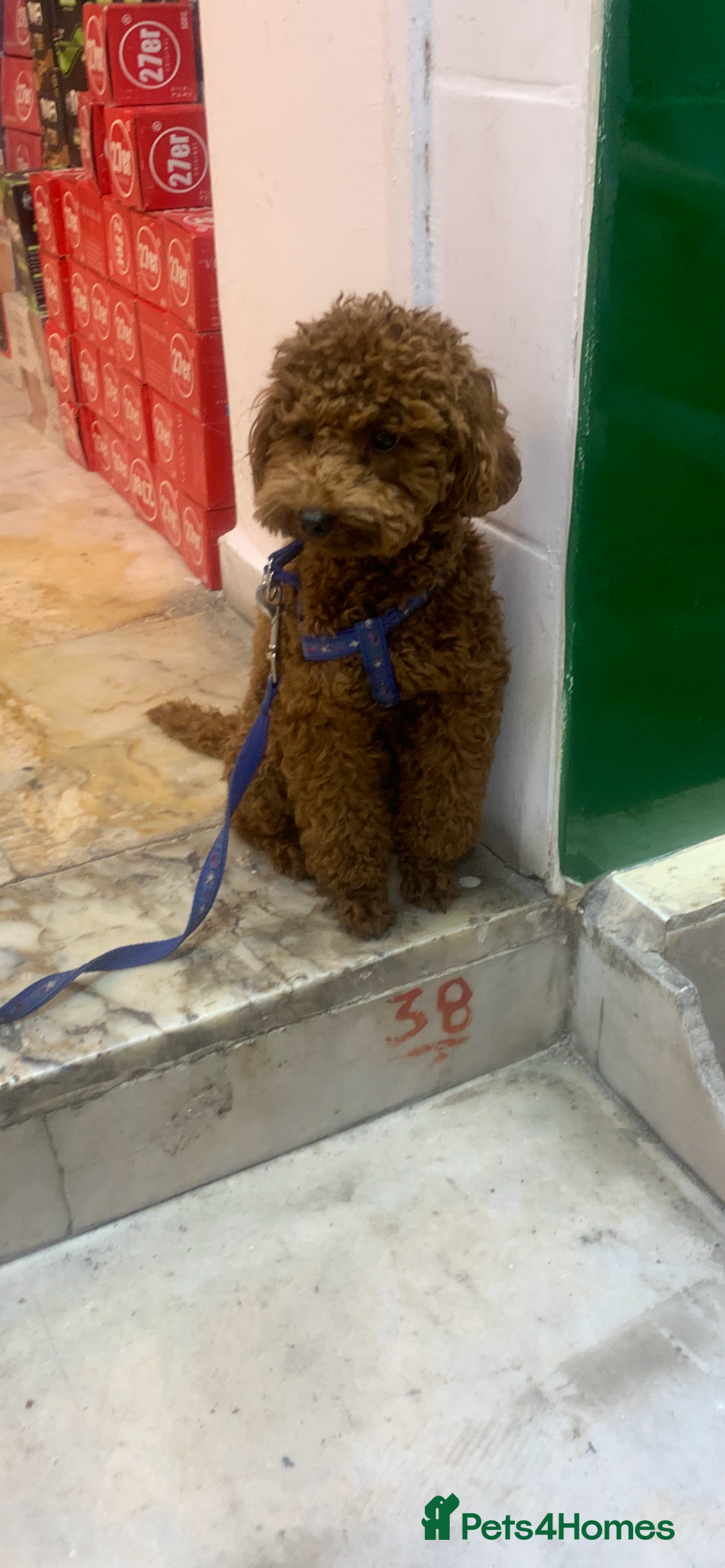 Cavapoo dogs for sale: Toy apricot Cavapoo puppies toy poodle - Image 9