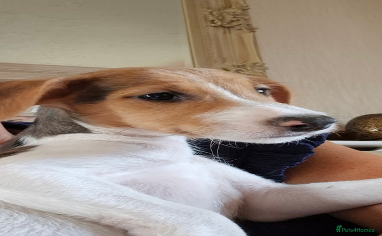 Jack Russell dogs - Advert 14