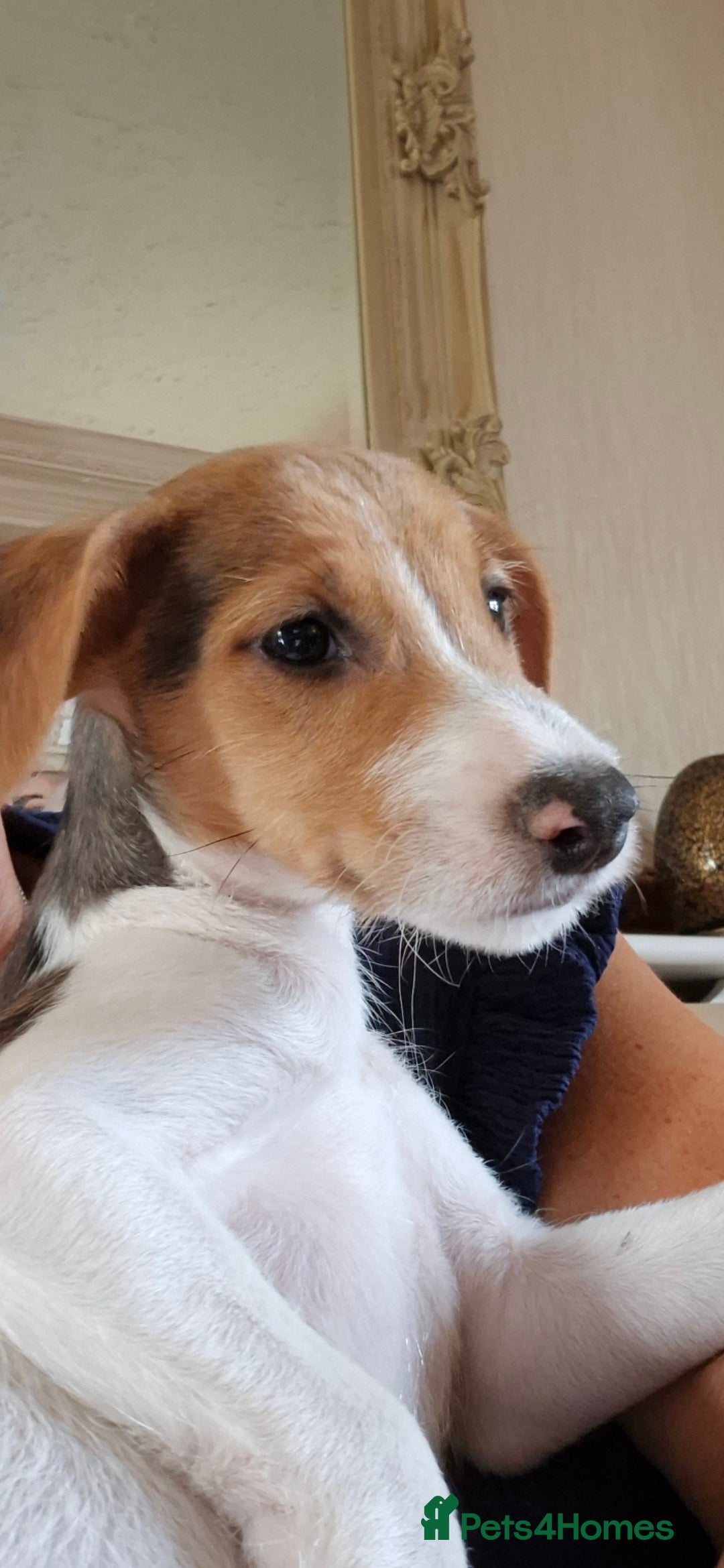 Jack Russell dogs for sale: Jack Russell boy ready now call 07368468393 - Image 1