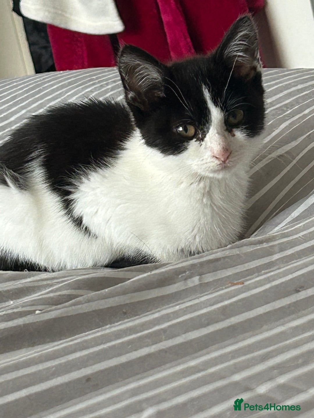 Mixed Breed cats for sale: Kitten for sale  - Image 1