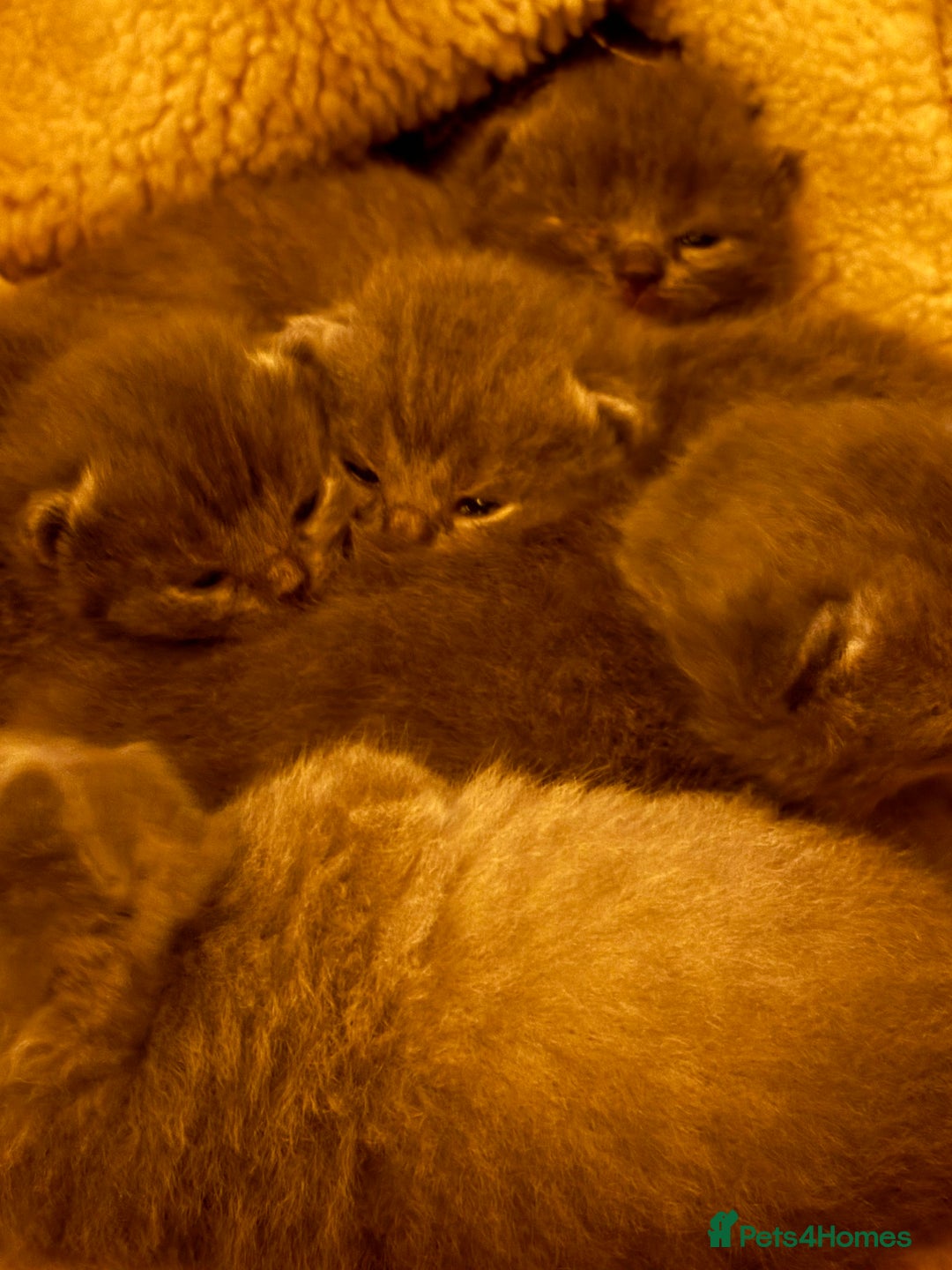 British Shorthair cats for sale: Beautiful fluffy British blue babies ready at  **  - Advert 6