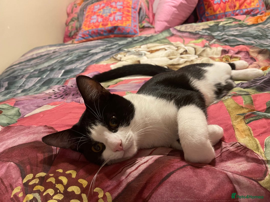 Mixed Breed cats for sale: Male kitten - Advert 2