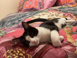 Mixed Breed cats Male kitten - Advert 5