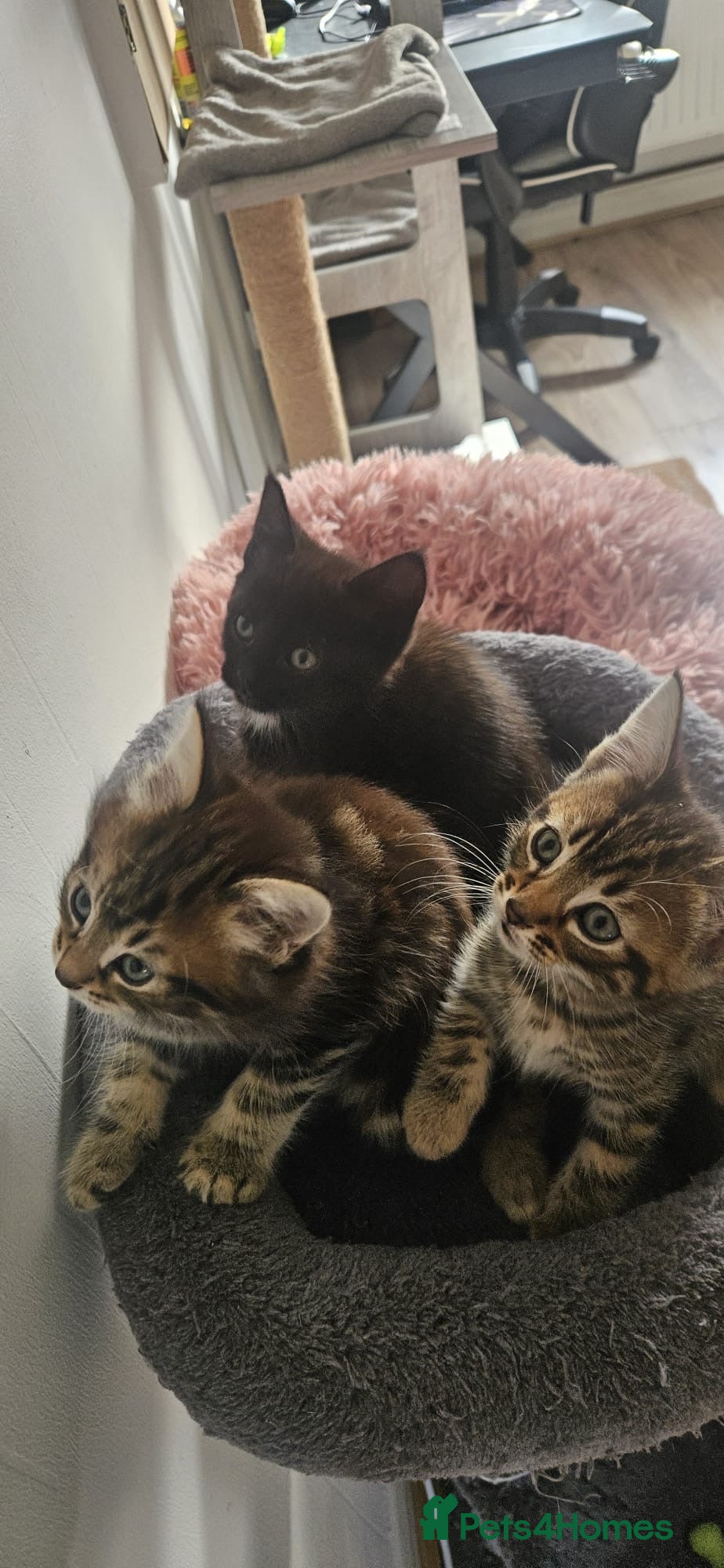 Mixed Breed cats READY NOW KITTENS  - Advert 6