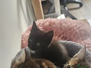 Mixed Breed cats READY NOW KITTENS - Advert 6