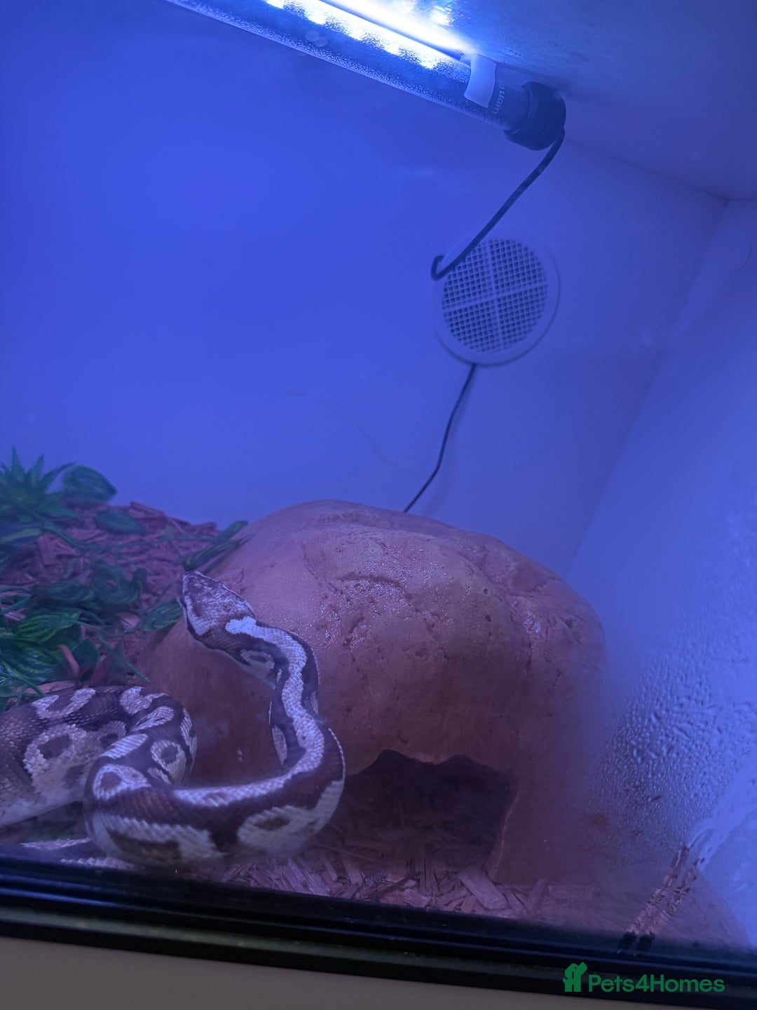 Python Snake reptiles for sale: Ball Python w/full setup included  - Advert 2