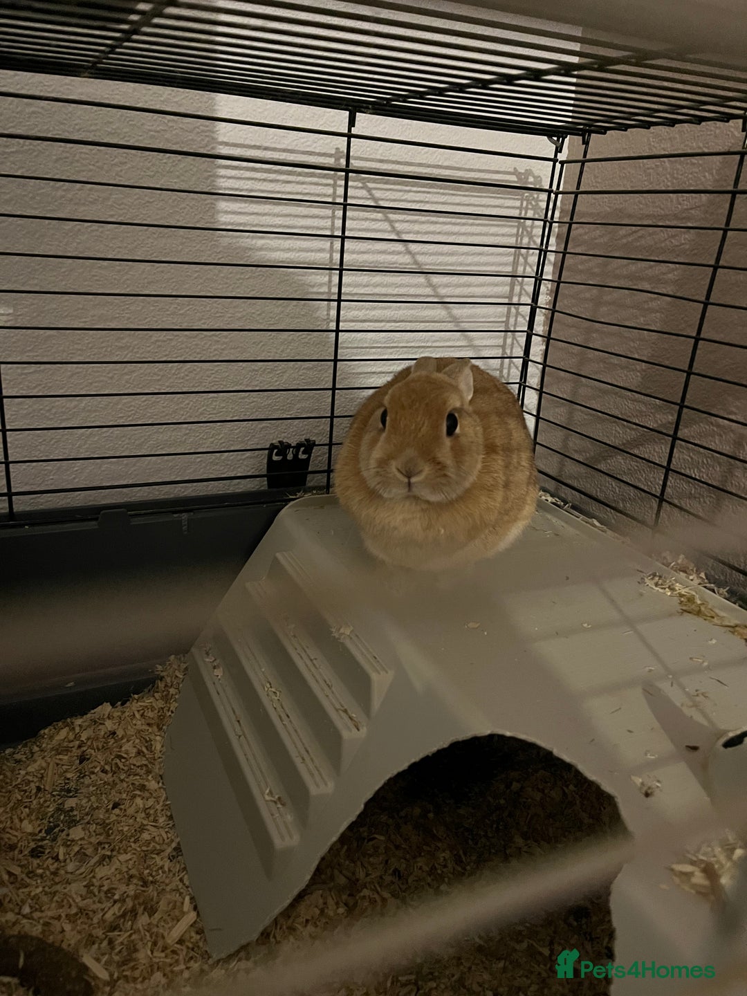 Netherland Dwarf rabbits for sale: 2 female dwarf rabbits - Advert 2