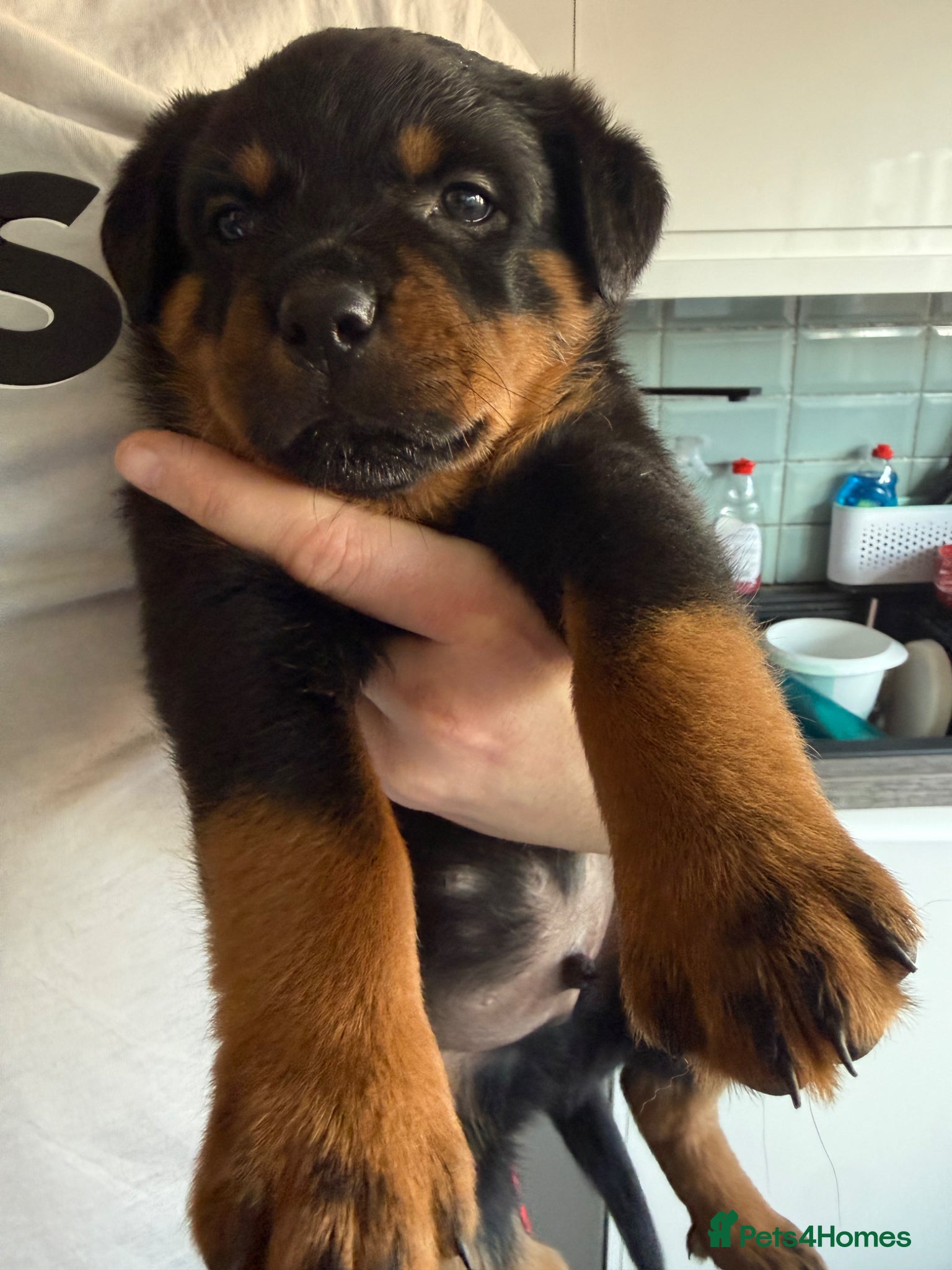 Rottweiler dogs Rottweiler Puppies - Advert 3