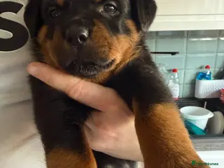 Rottweiler dogs Rottweiler Puppies - Advert 3
