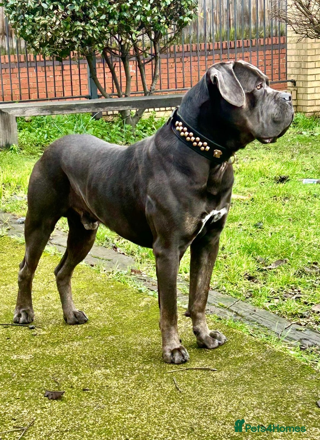 Cane Corso dogs for sale: Handsome boy available  - Advert 1