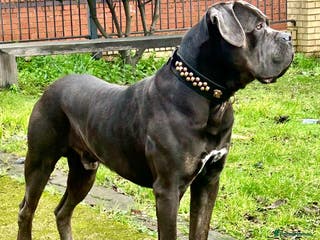 Cane Corso dogs Handsome boy available - Advert 3