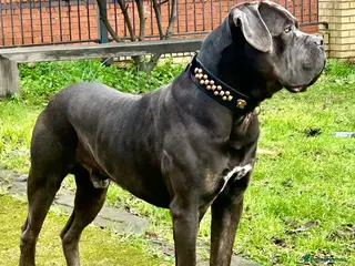 Cane Corso dogs Handsome boy available - Advert 13