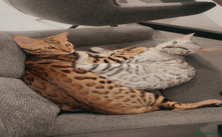 Bengal cats - Advert 2