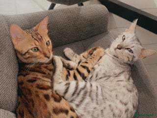 Bengal cats - Advert 32