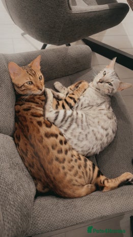 Bengal cats - Advert 5