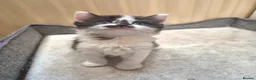 Mixed Breed cats for sale: Part ragdoll kittens for sale - Advert 8