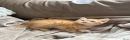 Mixed Breed cats for sale: Norwegian Forrest Cross Kittens  - Advert 6