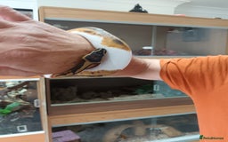 Python Snake reptiles for sale: Ball Python and vivarium - Image 4