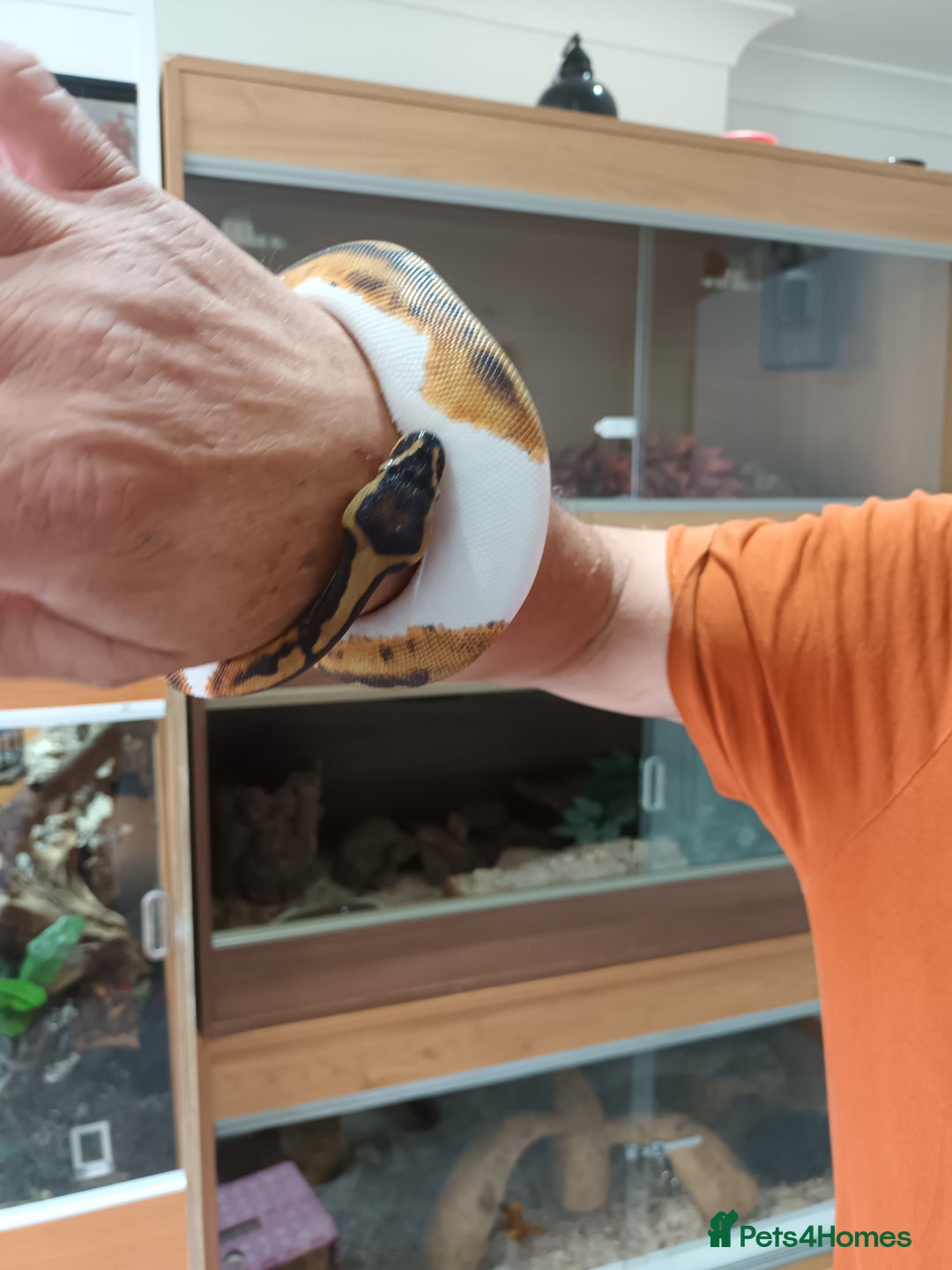 Python Snake reptiles for sale: Ball Python and vivarium - Image 4
