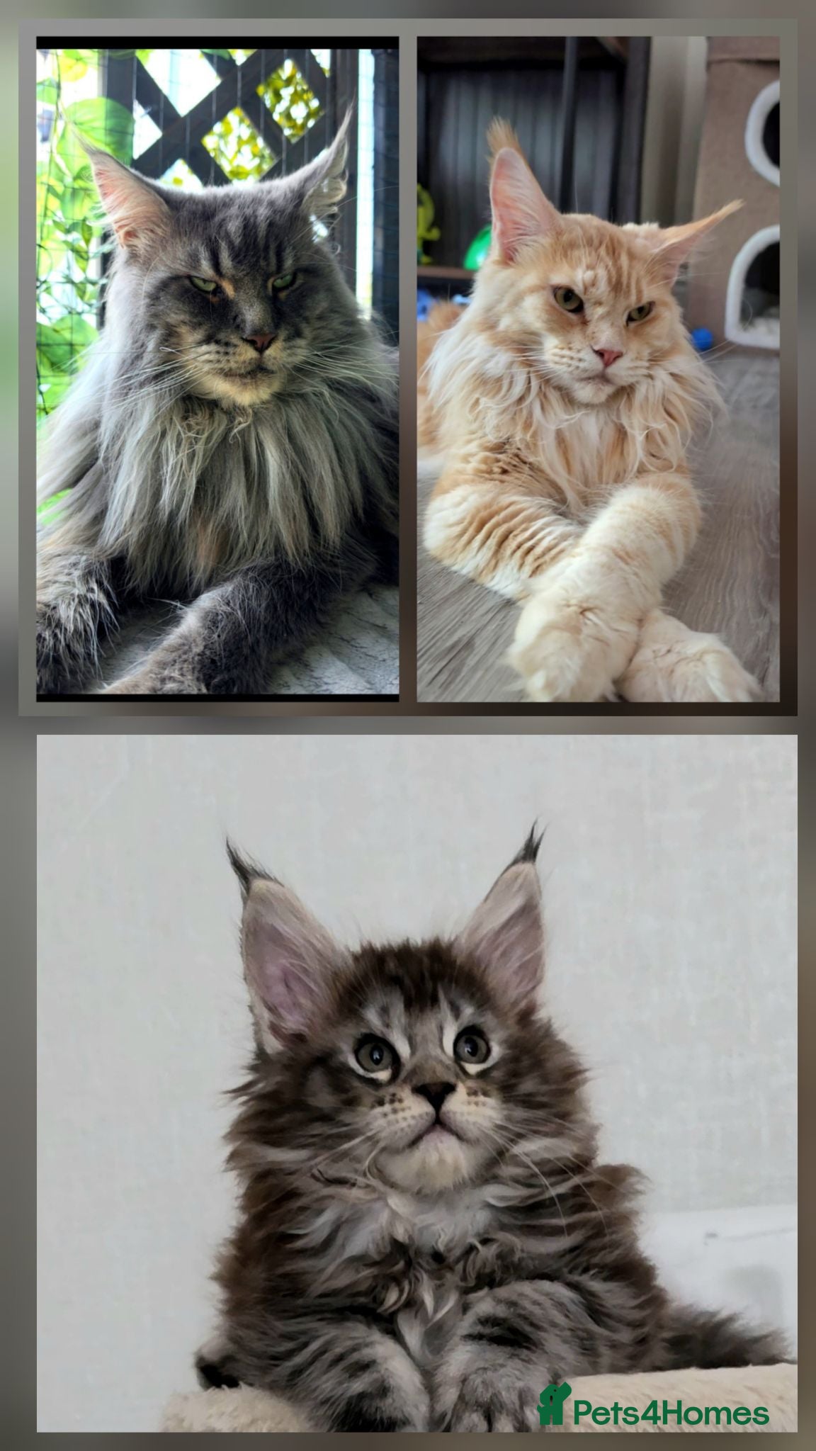 Maine Coon cats Beautiful Maine coon girl 🥰 - Advert 16