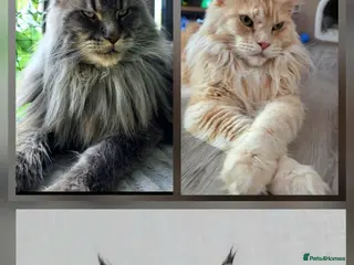 Maine Coon cats Beautiful Maine coon girl 🥰 - Advert 16