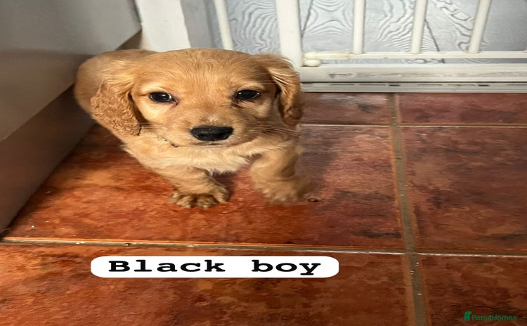 Cocker Spaniel dogs - Advert 1