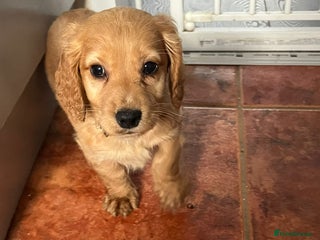 Cocker Spaniel dogs - Advert 5