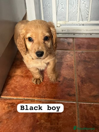 Cocker Spaniel dogs - Advert 1