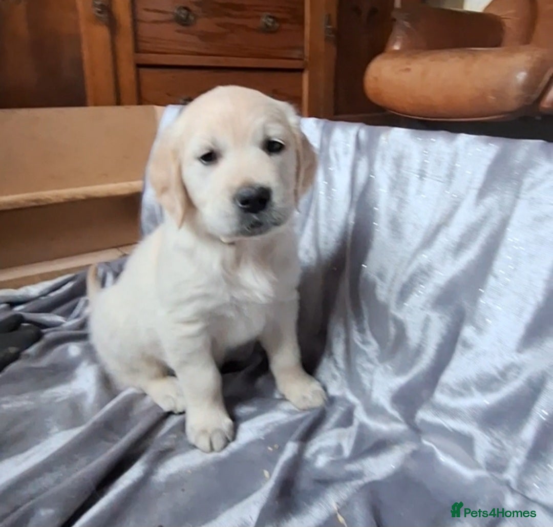 Golden Retriever dogs for sale: ⭐️⭐️Beautiful White Golden Retriever Pups ⭐️⭐️ - Advert 4