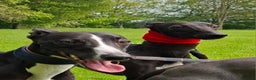 Whippet dogs for stud: Eidynrock Sangoma with Silkspun ,Sportingbred.X in Glasgow - Advert 32
