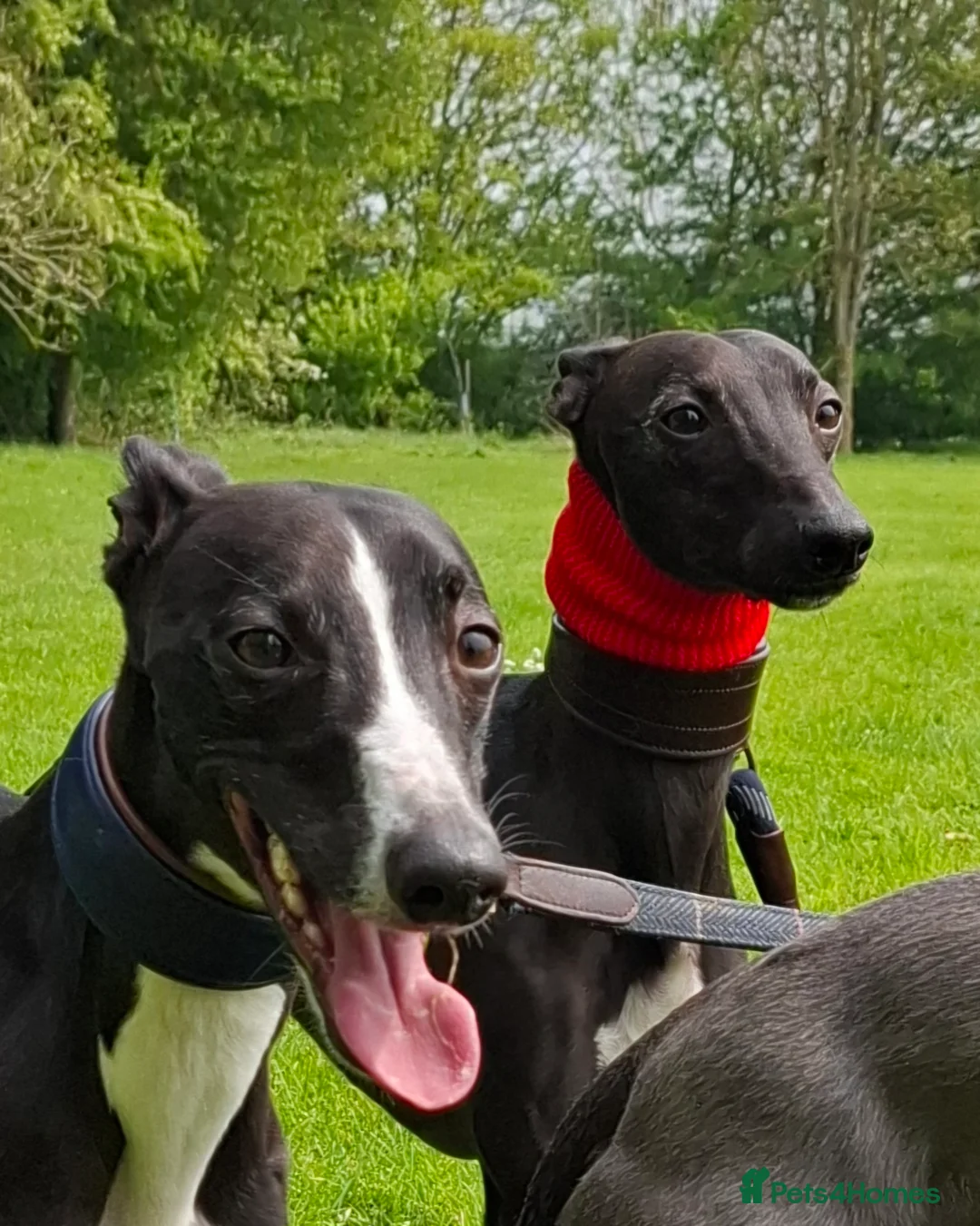 Whippet dogs for stud: Eidynrock Sangoma with Silkspun ,Sportingbred.X in Glasgow - Advert 32