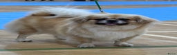 Tibetan Spaniel dogs for sale: Tibetan spaniel  - Advert 1