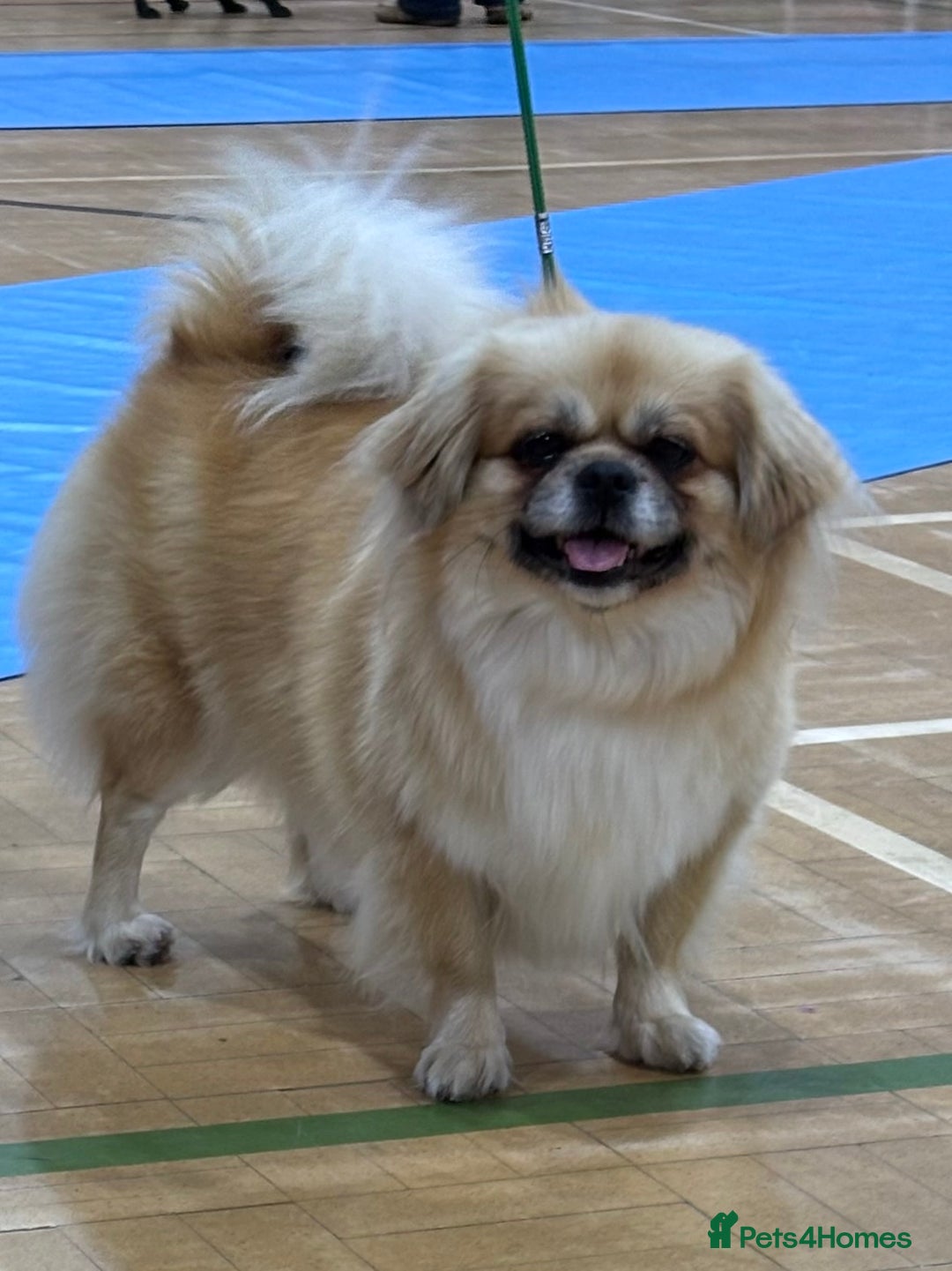 Tibetan Spaniel dogs for sale: Tibetan spaniel  - Advert 1