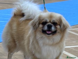 Tibetan Spaniel dogs Tibetan spaniel - Advert 9