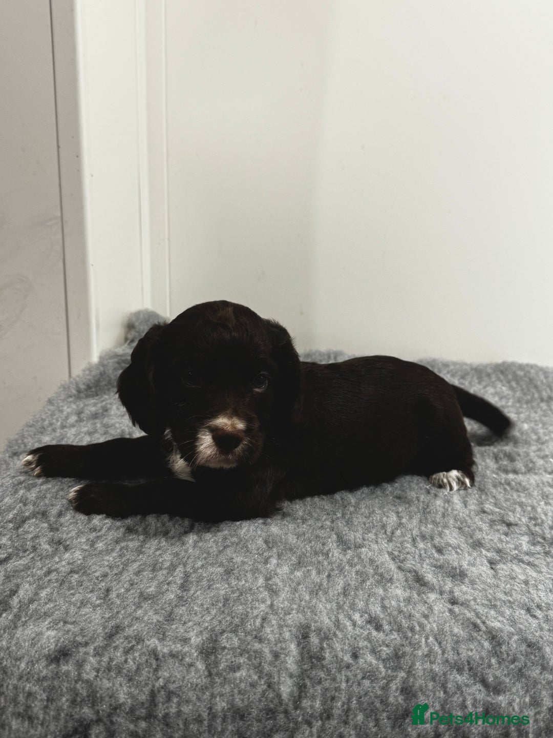 Cocker Spaniel dogs for sale: 4 beautiful cocker spaniel pups for sale - Image 11