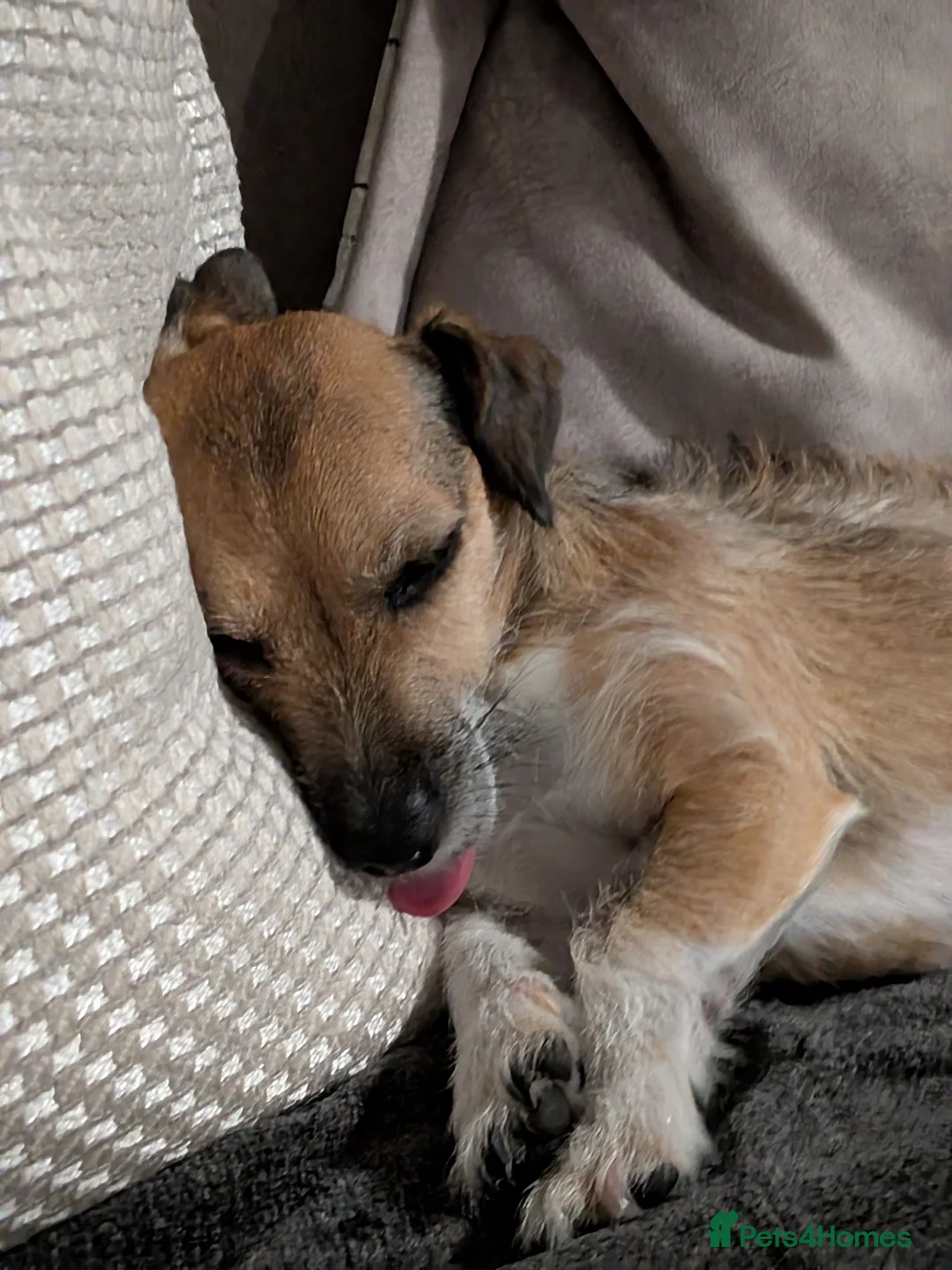 Patterjack dogs for sale: Pippa and Poppy - Advert 5