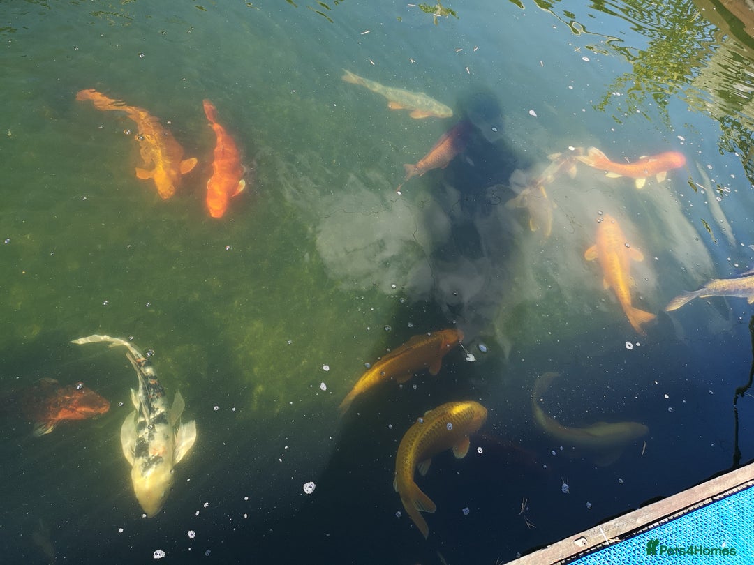 Koi Carp fish for sale: Koi Carp  - Image 4