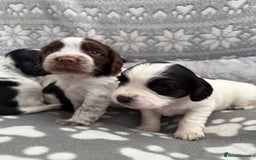 Sprocker dogs for sale: Extensively Health Tested Puppies - Image 1