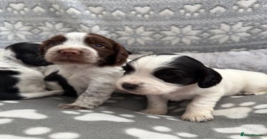 Sprocker dogs - Advert 7