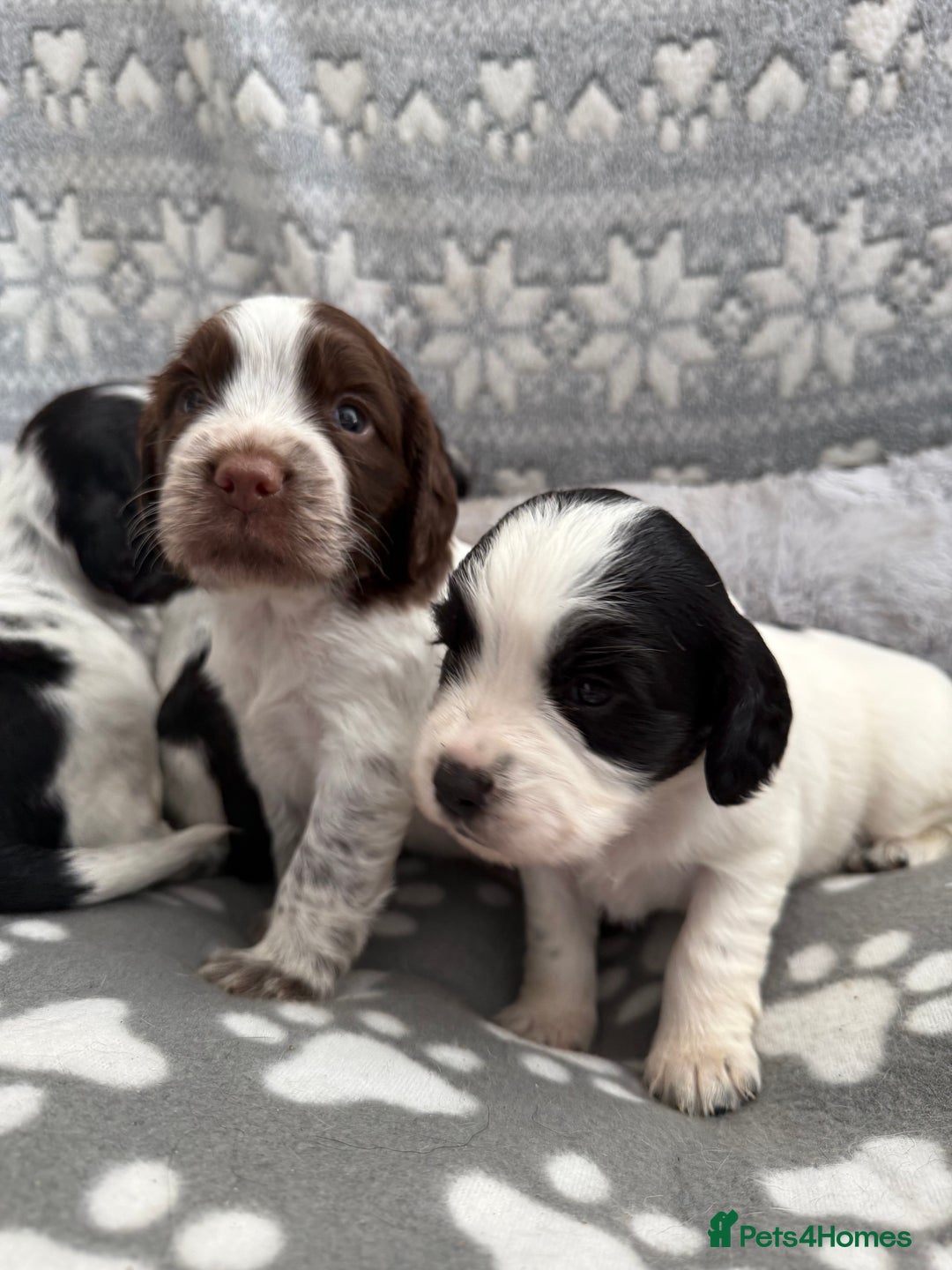 Sprocker dogs for sale: Extensively Health Tested Puppies - Image 1