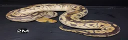Python Snake reptiles for sale: Royal Pythons Males - Advert 7